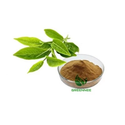 Green Tea Estratt Polifenoli 50% 98% EGCG 30% 50%